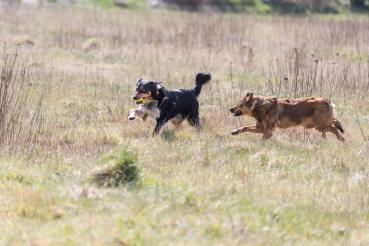 Trixie Jumper am Seil Hundespielzeug